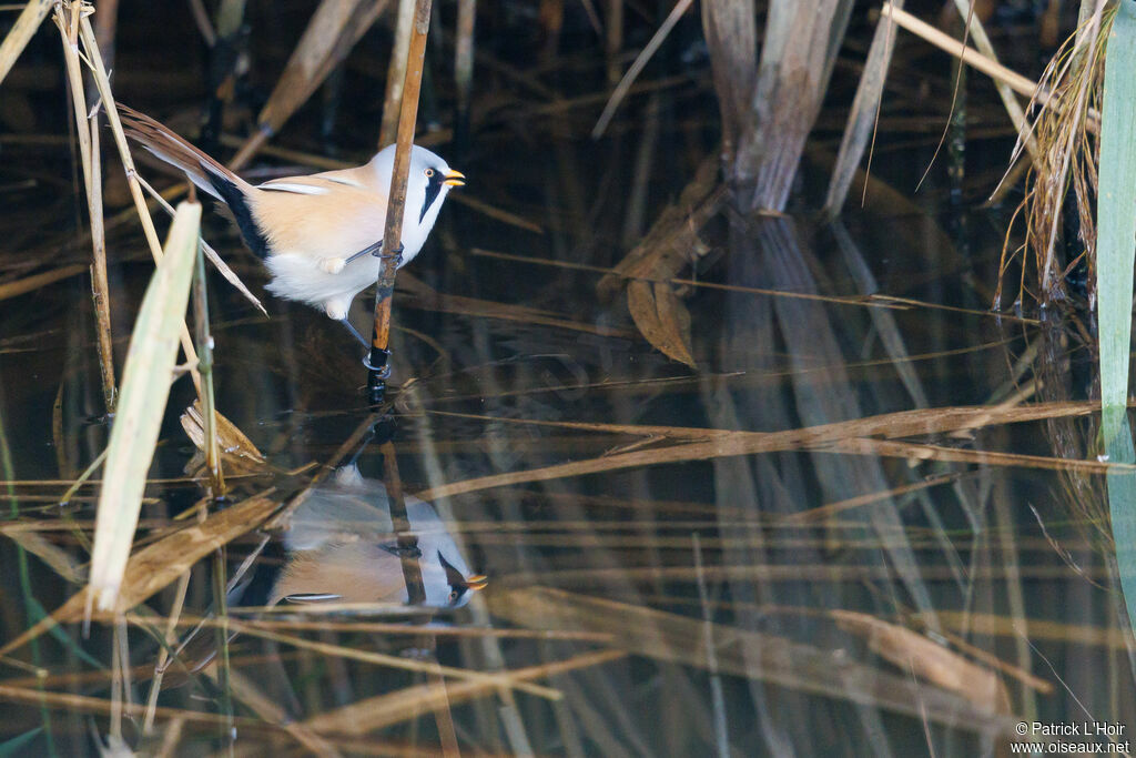 Bearded Reedling male adult