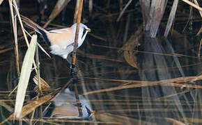 Bearded Reedling