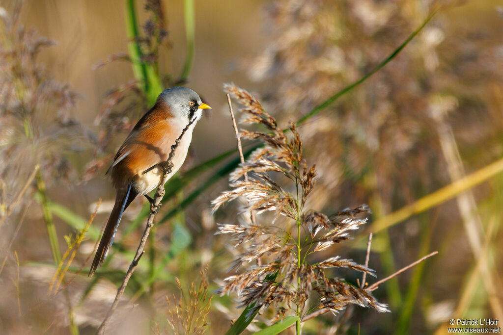 Bearded Reedling male adult