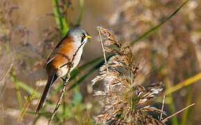 Bearded Reedling