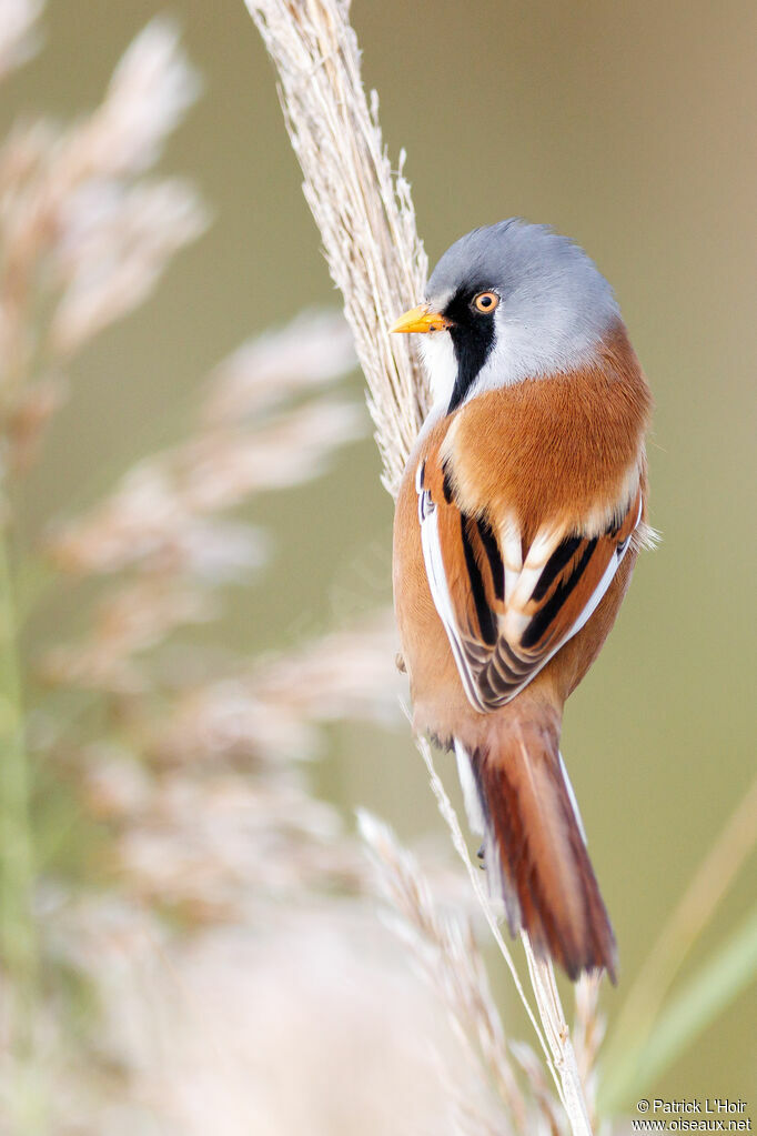 Bearded Reedling male adult