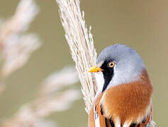 Bearded Reedling