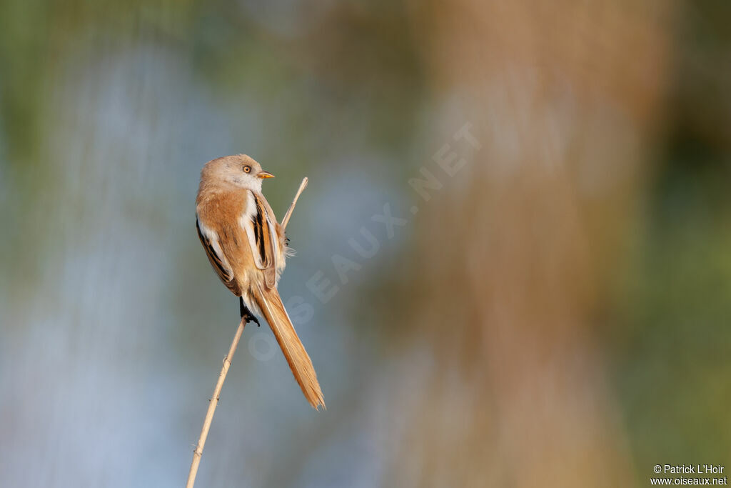 Bearded Reedling female adult