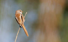 Bearded Reedling