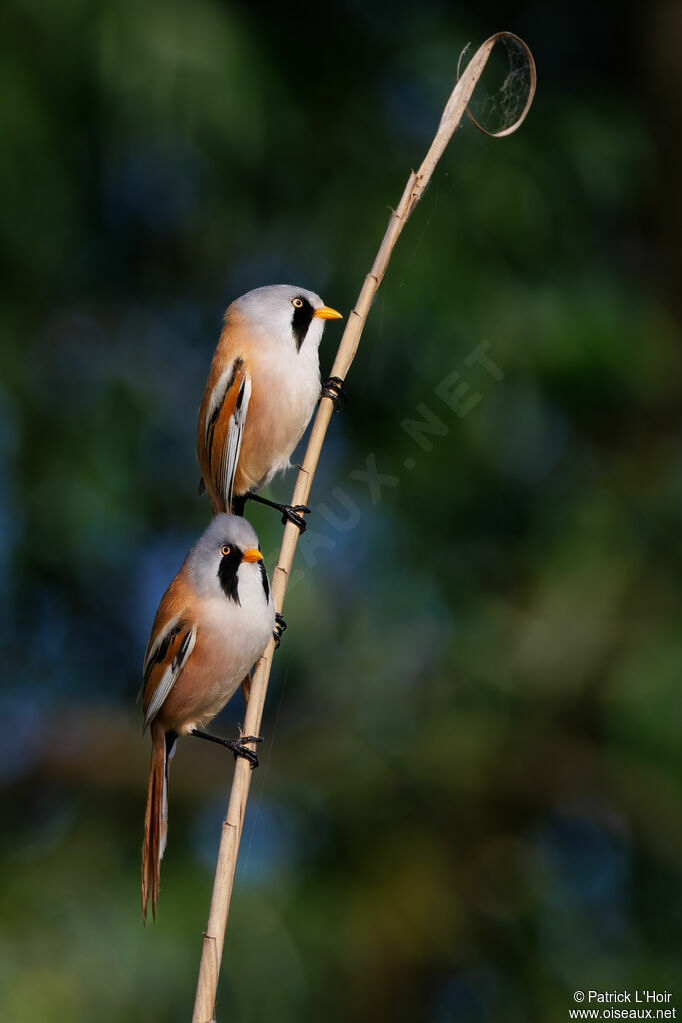 Bearded Reedling male adult