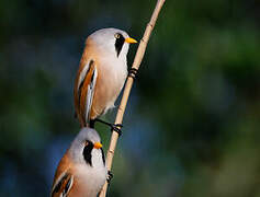 Bearded Reedling