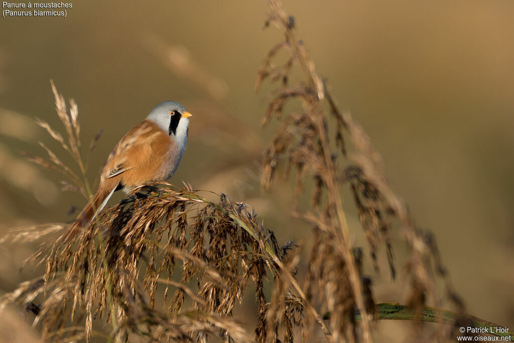 Bearded Reedling male adult, habitat, pigmentation