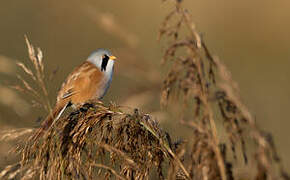 Bearded Reedling