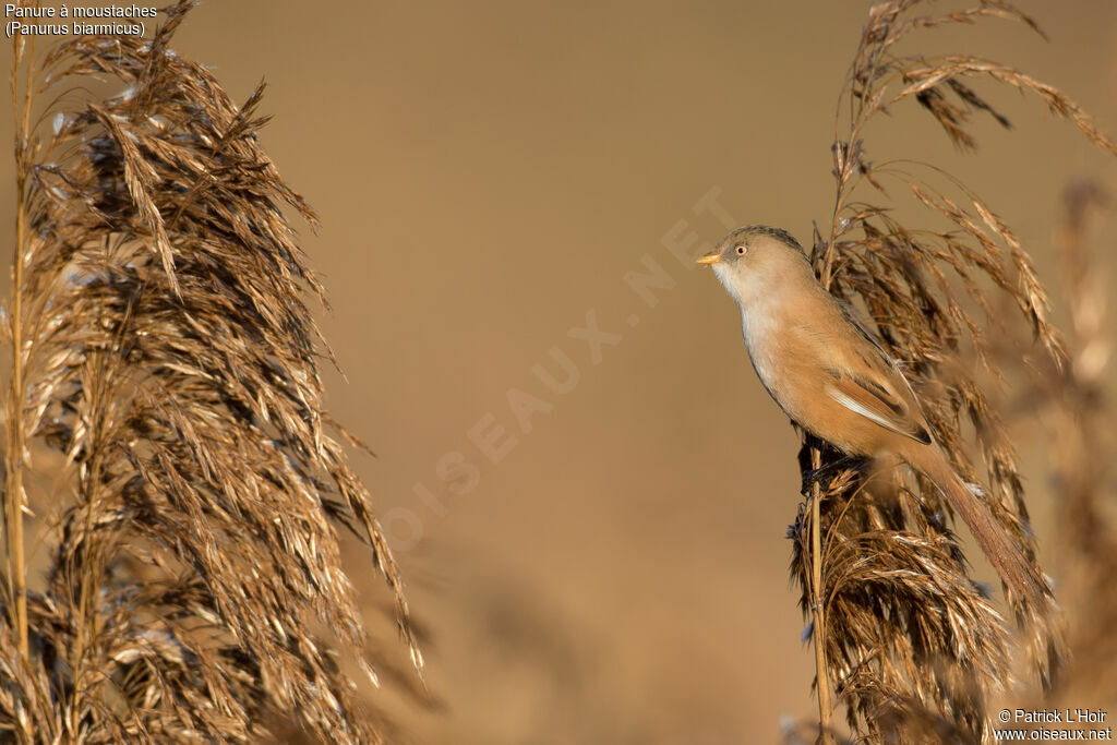 Bearded Reedlingadult