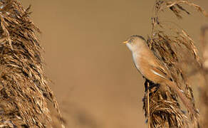 Bearded Reedling