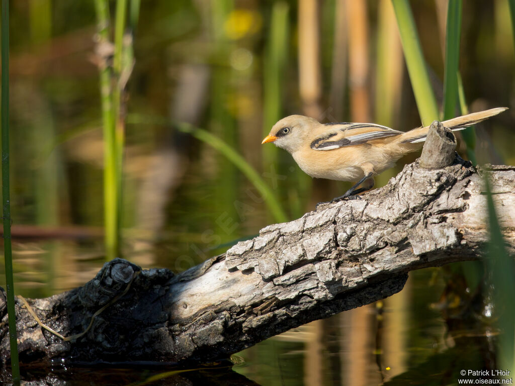 Bearded Reedling male juvenile