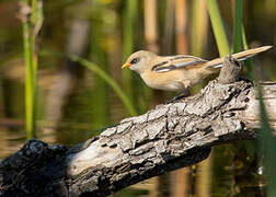 Bearded Reedling