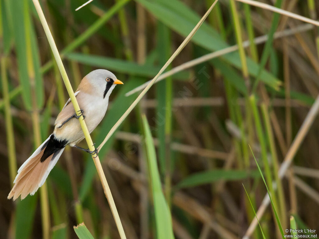 Bearded Reedling male adult