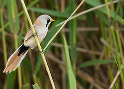 Bearded Reedling