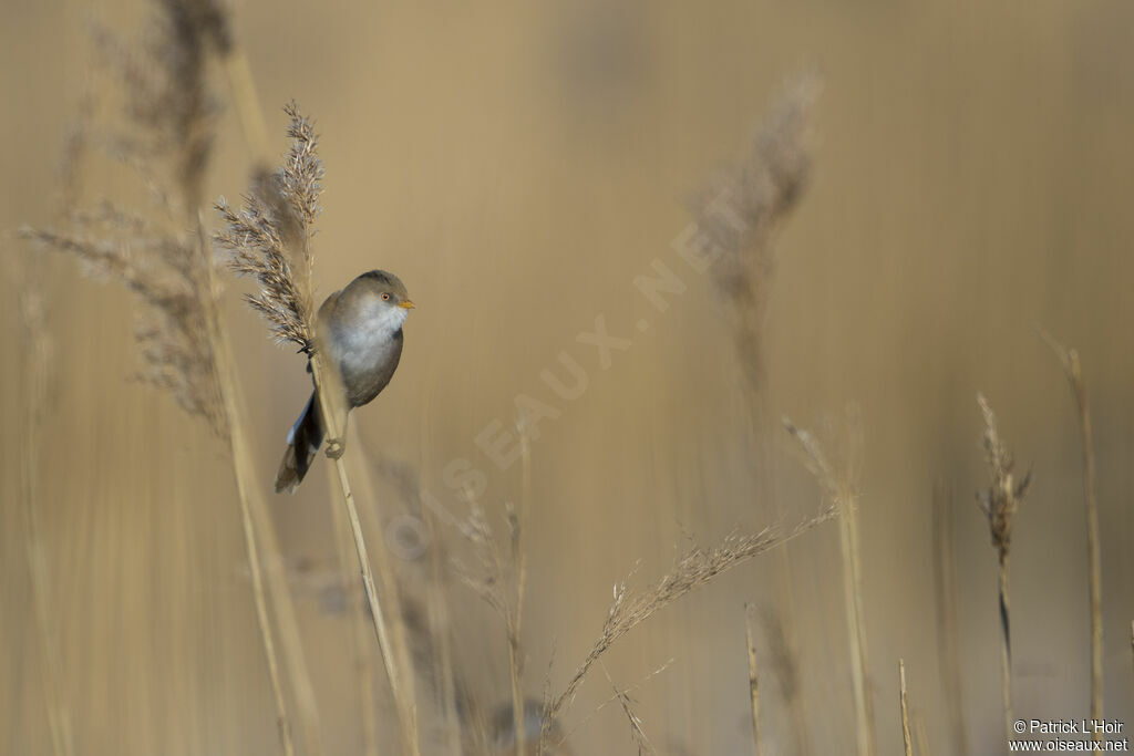 Bearded Reedling female adult