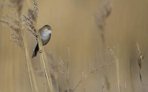 Bearded Reedling