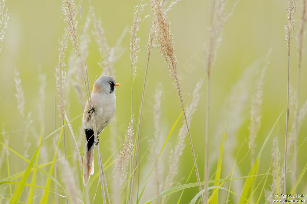 Bearded Reedling male adult