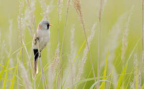 Bearded Reedling