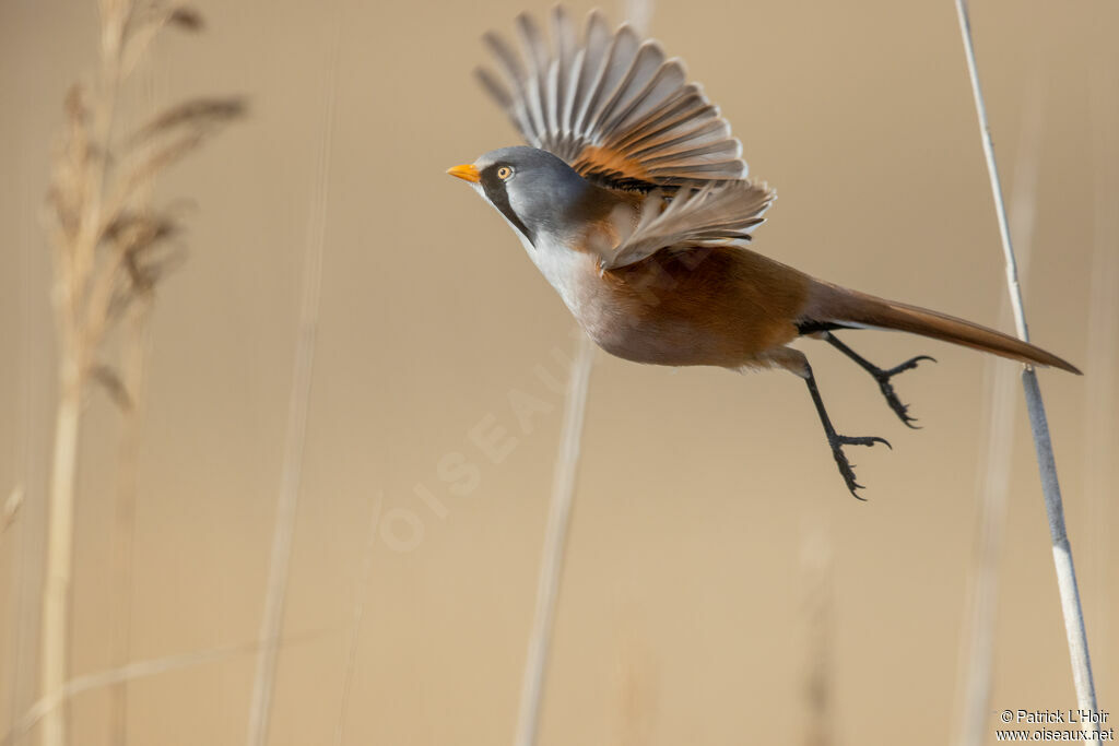 Bearded Reedling male adult