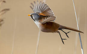 Bearded Reedling