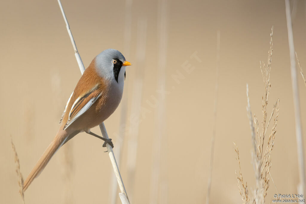 Bearded Reedling