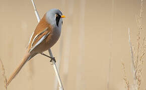 Bearded Reedling