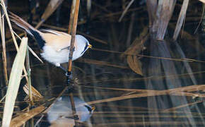 Bearded Reedling