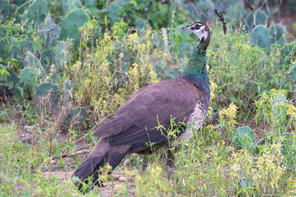 Indian Peafowl female adult