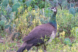 Indian Peafowl