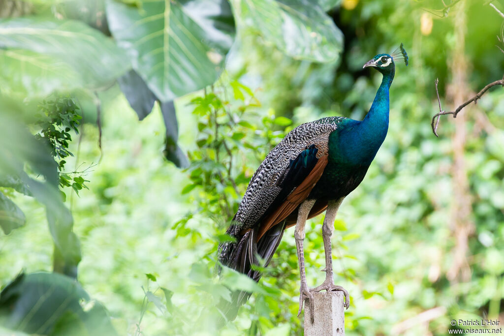 Indian Peafowl male adult