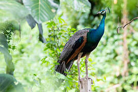 Indian Peafowl