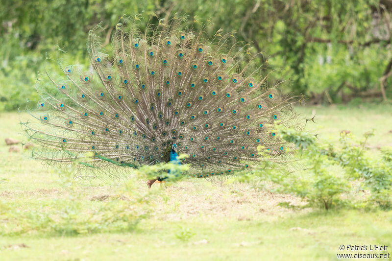 Indian Peafowl male adult breeding, courting display
