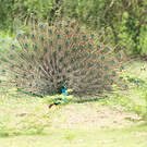 Paon bleu