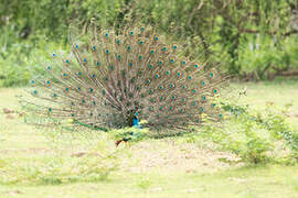 Indian Peafowl