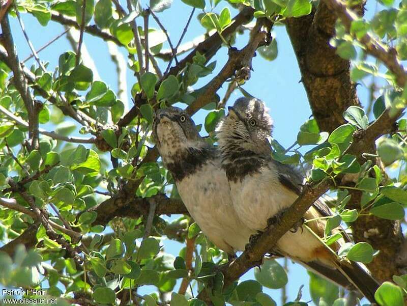 Banded Parisomaadult, habitat, pigmentation, Behaviour