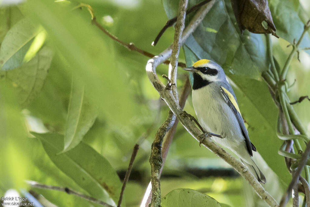 Golden-winged Warbler male adult, identification