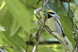 Golden-winged Warbler