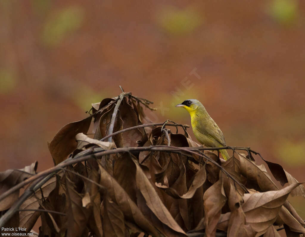 Grey-crowned Yellowthroat male adult, identification