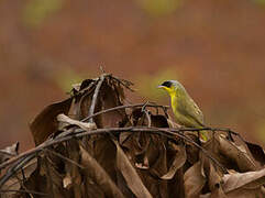 Grey-crowned Yellowthroat