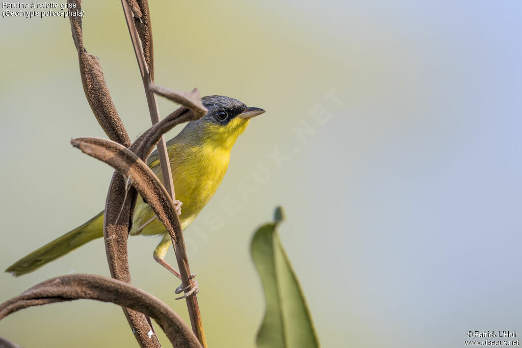 Grey-crowned Yellowthroat