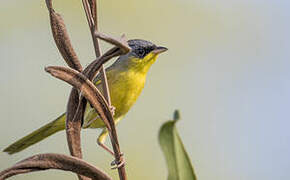 Grey-crowned Yellowthroat