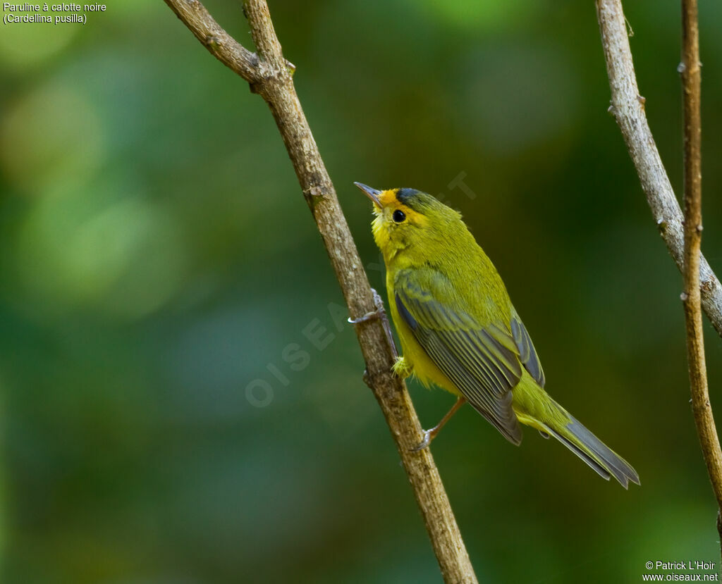 Wilson's Warbler male adult