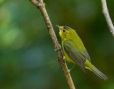 Wilson's Warbler