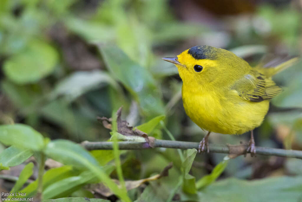 Wilson's Warbler male adult post breeding, identification