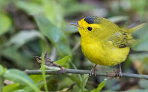 Wilson's Warbler