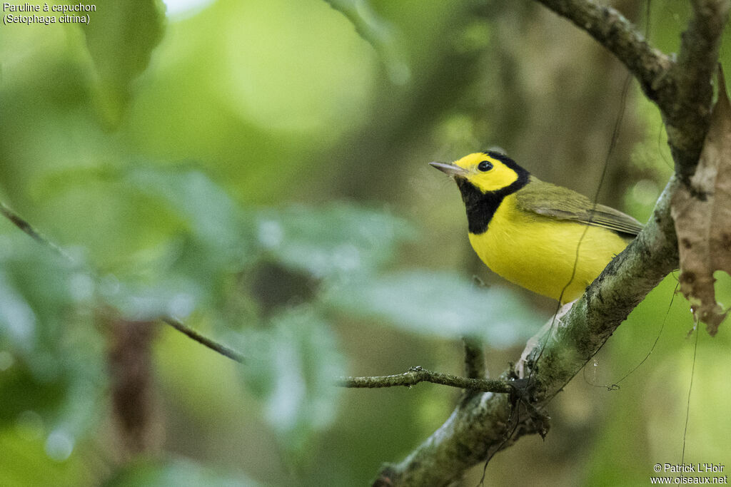 Paruline à capuchon mâle adulte