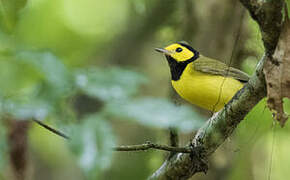 Hooded Warbler