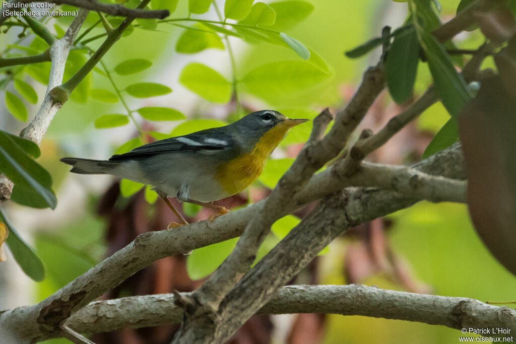 Northern Parula