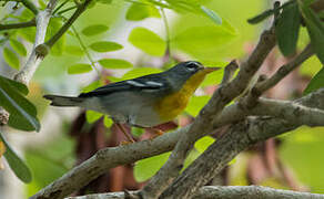 Northern Parula