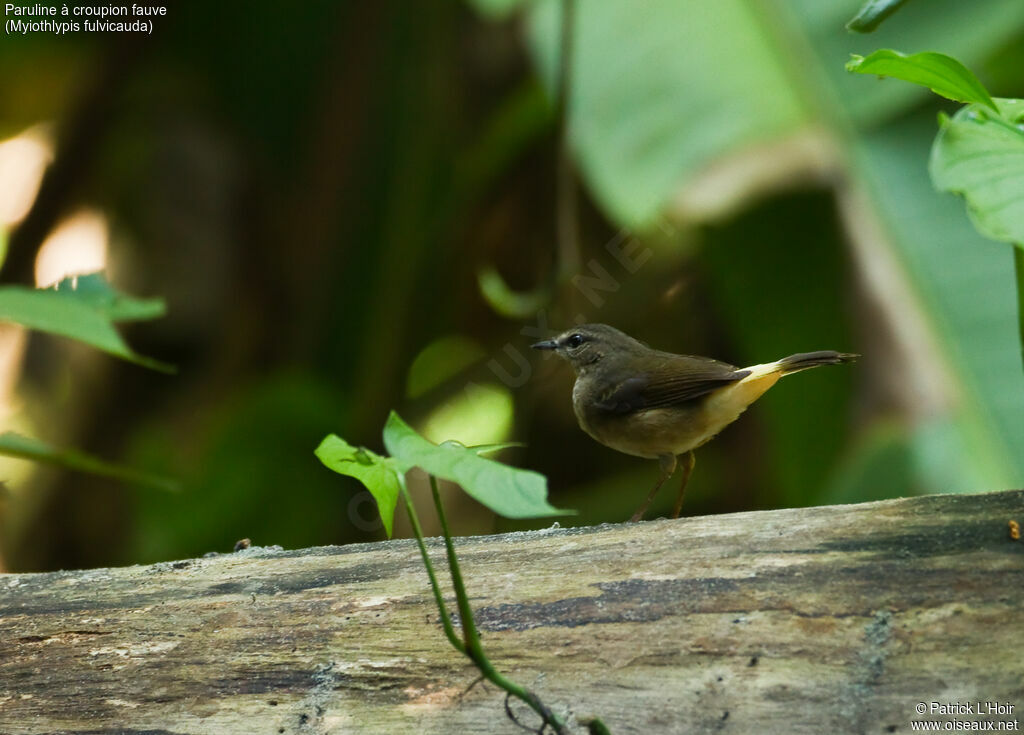 Buff-rumped Warbleradult